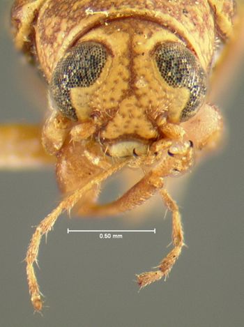 Media type: image;   Entomology 24981 Aspect: head frontal view